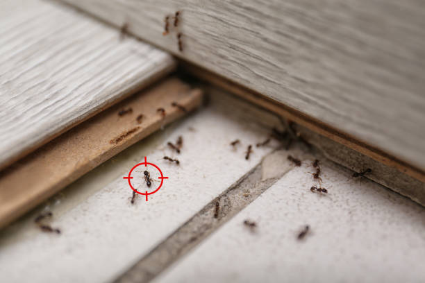 Trusted Del Rio, CA Pest Control Experts