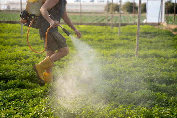 Insect Control in Del Rio, CA