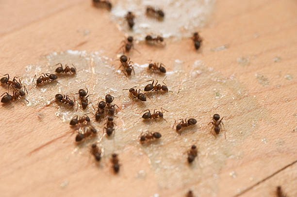 Best Best Pest Control Companies  in Del Rio, CA