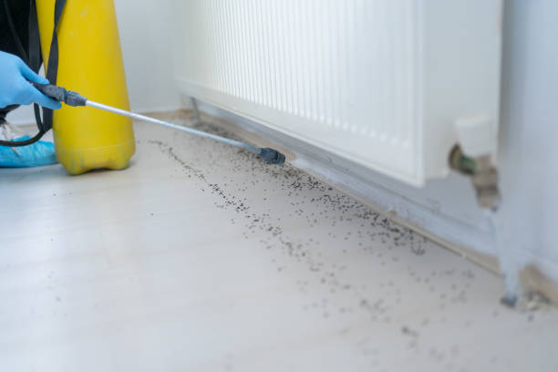 Best Affordable Pest Control Services  in Del Rio, CA